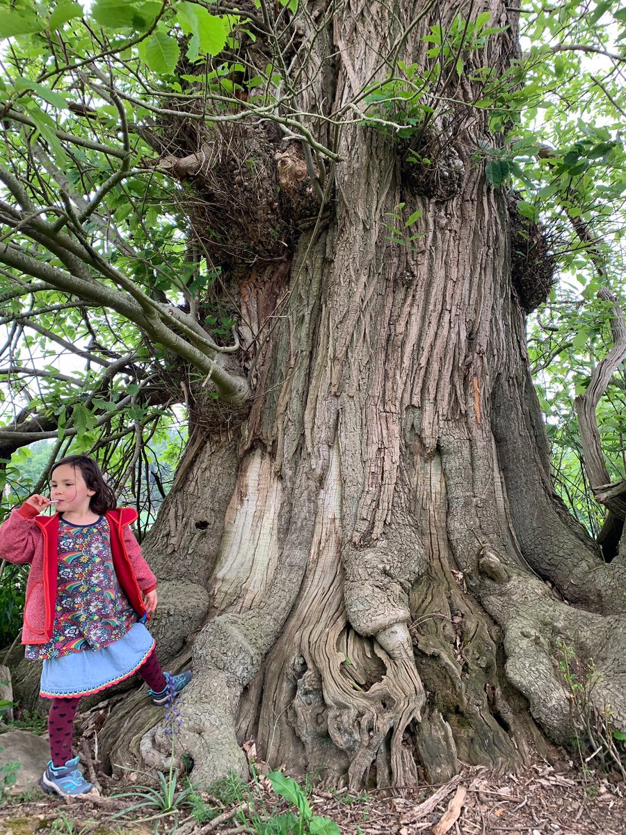 Met a lovely old chestnut trees, Ent like