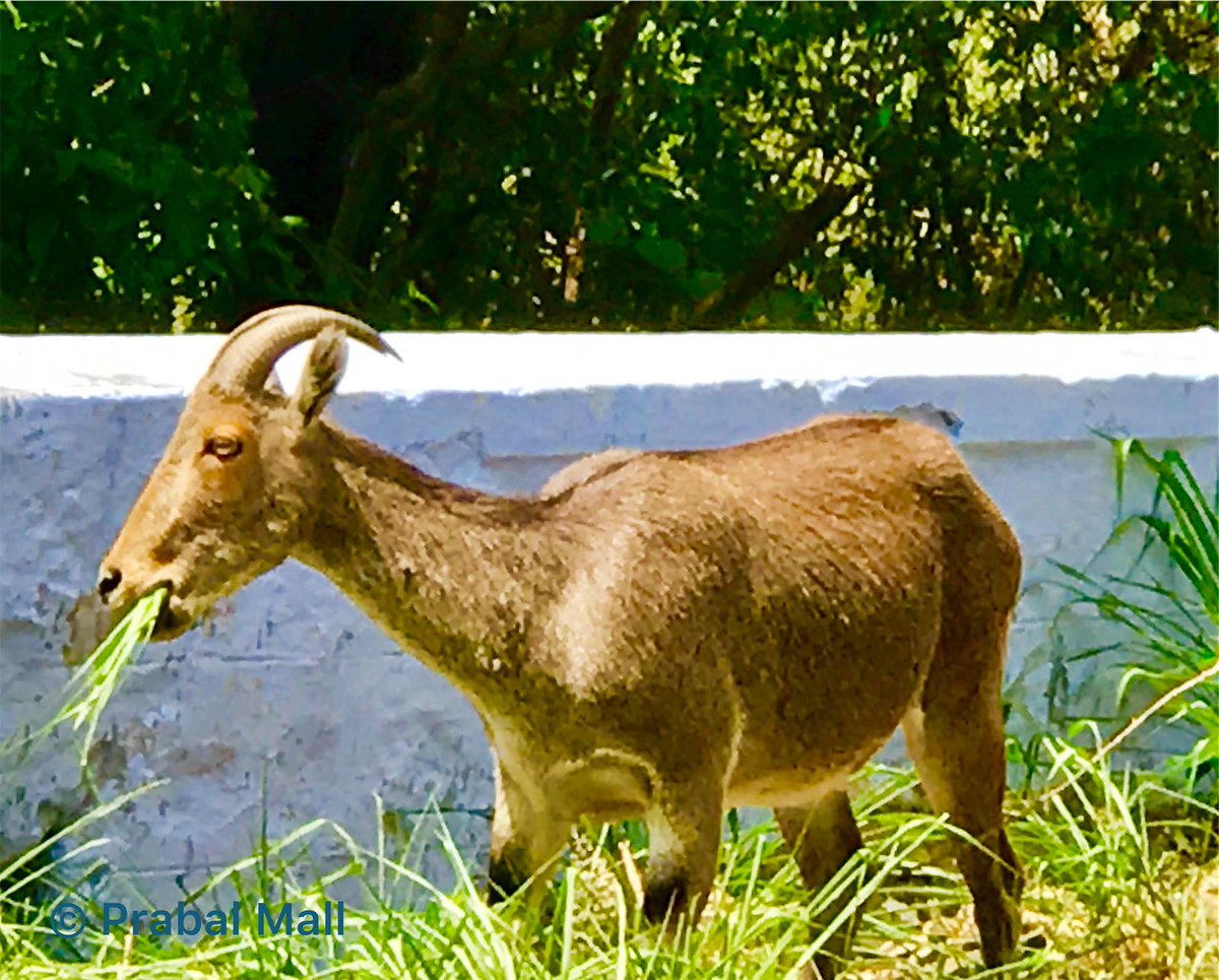 @surenmehra @DigvijayKhati And here is the #NilgiriTahr .
Pic taken at Valparai, Coimbatore District, Tamil Nadu, India.....
#JustNaturePM
#Iphonography https://t.co/cxLsu4aNVi