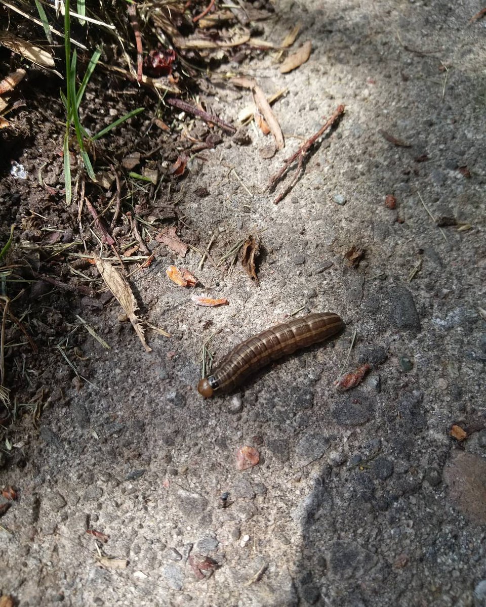 loiteringkoiter's tweet photo. Out for a bug walk for the #wrdsbbugblitz . Found ants, potato bugs, and this bronzed cutworm moth caterpillar. @wr_dsb @LincolnFdk https://t.co/LD31jh5J1Q