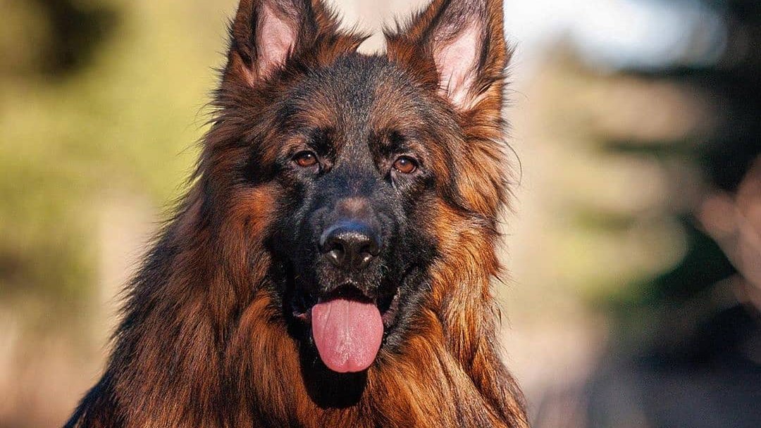 German Shepherd on Twitter: German Shepherd on Twitter: