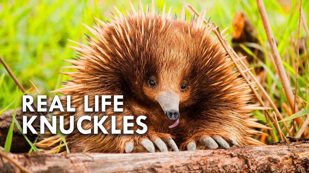 Real Life Knuckles