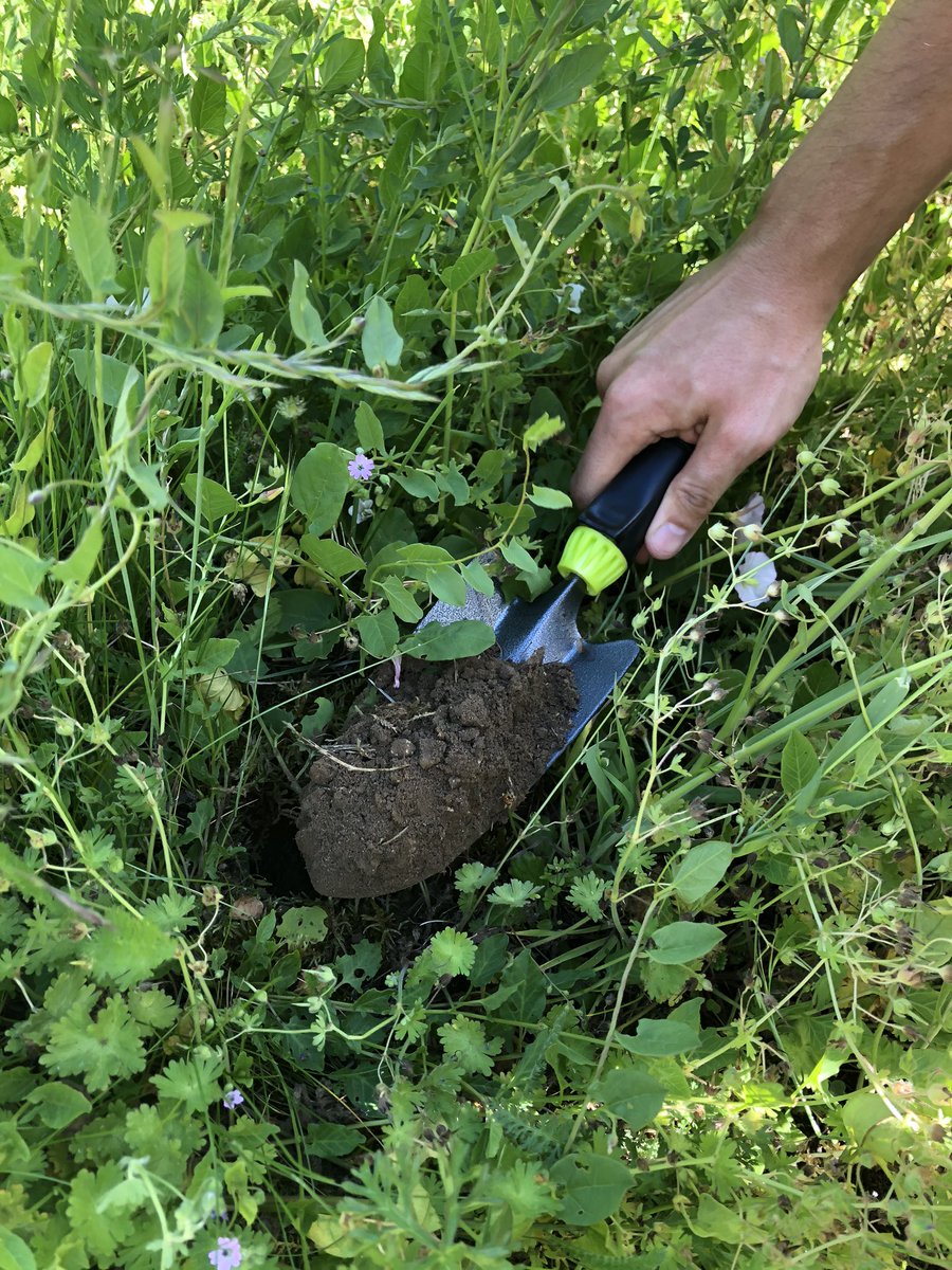 SolEco54's tweet image. Intervention ce matin sur le campus universitaire Bridoux👨‍🎓à #Metz, dans le cadre du projet BiodivSol du #LIEC. 
👉 L'objectif : mesurer l'effet
 de la #tontedifférenciée 🌱 sur la #biodiversité des #sols 🐞du campus universitaire 👩‍🎓!