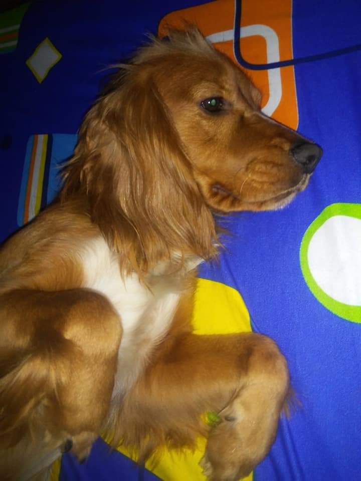 jbarbeytop20's tweet photo. Ayer 28/05/20 al medio di@ se perdio este perrito en el distrito de COMAS (Prolongacion los angeles ) se llama BAXTER 🐕🐶es un cachorro de raza cocker color caramelo claro con manchas blancas en el pecho es de casa no sabe estar en la calle sin Correa por favor su apoyo. https://t.co/FBhvViq2DE