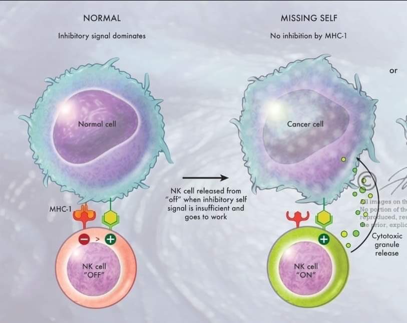 естественные киллеры это т лимфоциты. естественные киллеры nk-клетки. T клетки. естественные киллеры nk-клетки. естественные клетки киллеры фагоциты.