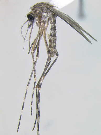 CMassMosquito's tweet photo. Enhanced larval control in Cq. perturbans habitats using helicopters in 21 #CMMCP communities will begin Sunday May 31. Please see here for more details: https://t.co/dBfVjaGuDj https://t.co/gxMQVI3QEE