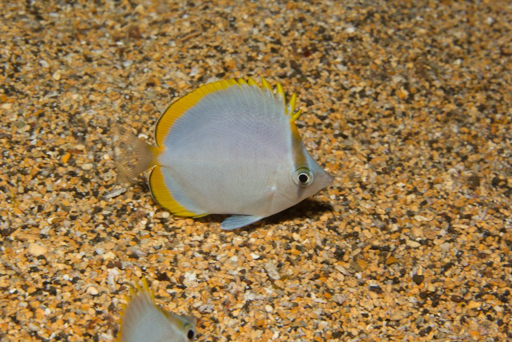AnnaleaBeard's tweet photo. fishy #Friday the #sthelena butterflyfish (Chaetodon sanctaehelenae) locally called the "cunningfish" due to its ability to eat bait off the end of hooks without getting caught is #endemic to the South Atlantic #Ascension and St Helena, #scubadive #SNCG #marineconservation #SHG https://t.co/giNThkKRoL