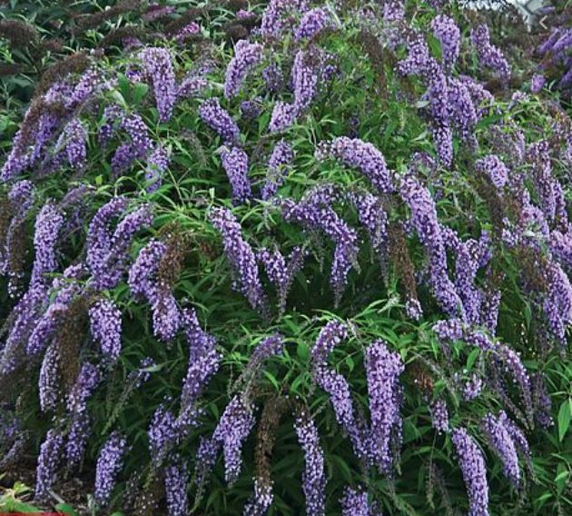 Waste ground develops a highly distinctive plant community, typically dominated by Buddleja davidii (Butterfly-bush, Scrophulariaceae).