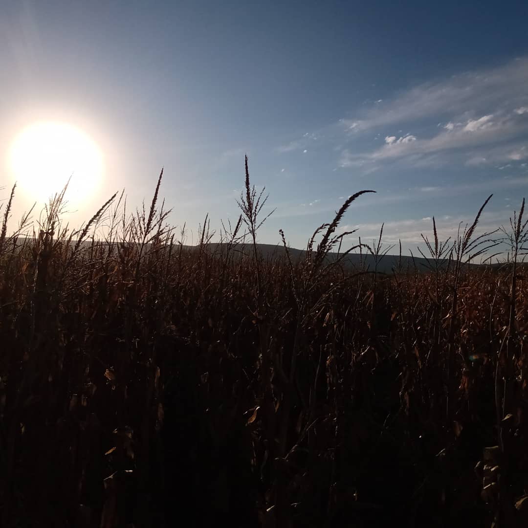 Expandi_T's tweet photo. Evaluación final y cosecha ensayo de #maiz. Estratégia de #fertilización en diferentes híbridos.
@Expandi_T
#desarrolloparaelagro 
#campo https://t.co/J7HeTckTxb