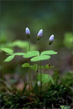 자연은
좋고 나쁨이 없습니다

가만히 있어도
때가되면 자라고 피어납니다

사람은
좋고 나쁨이 분명합니다

나쁜일이 생기면 좌절하고 분노하지요

그래서
나쁜일이 더 생겨나게 됩니다

그냥 좋고 나쁨의 경계를 만들지말고
있는 그대로를 받아들이면
알아서 잘됩니다

우린 자연보다 귀한존재잖아요