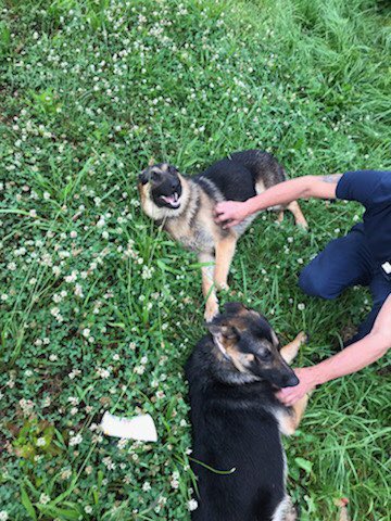 A <a href="/myTDOT/">myTDOT</a> HELP truck operator found these very good dogs this morning on I-640 over Rutledge Pike in Knox County. They had collars but no tags. They were taken to <a href="/YWACpets/">Young-Williams Animal Center</a> for their well being. Please spread the word because someone is missing them!