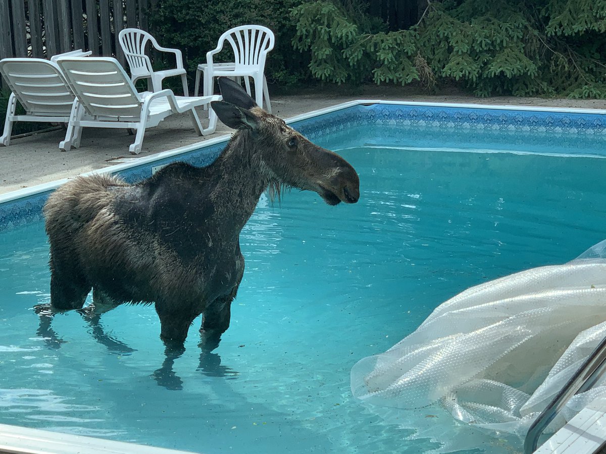 saronfanel's tweet photo. Better sight of the moose. Weighs maybe 7-800 pounds. Near Hunt Club and Uplands. #ottnews @ctvottawa https://t.co/Au5LCF28jN