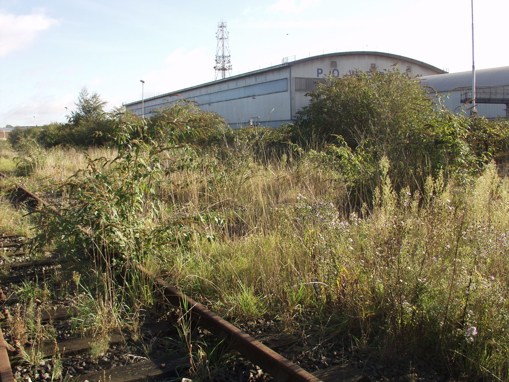 In the clearings, there is then a (sometimes protracted) phase of dominance by perennial grasses, sufficient to stop the further recruitment of Buddleja by seed