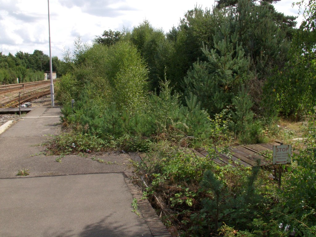 Eventually, taller trees become established: first Birch and Sallow, then Goat Willow, Elder, Sycamore, Tree of Heaven, Scots Pine and such like .