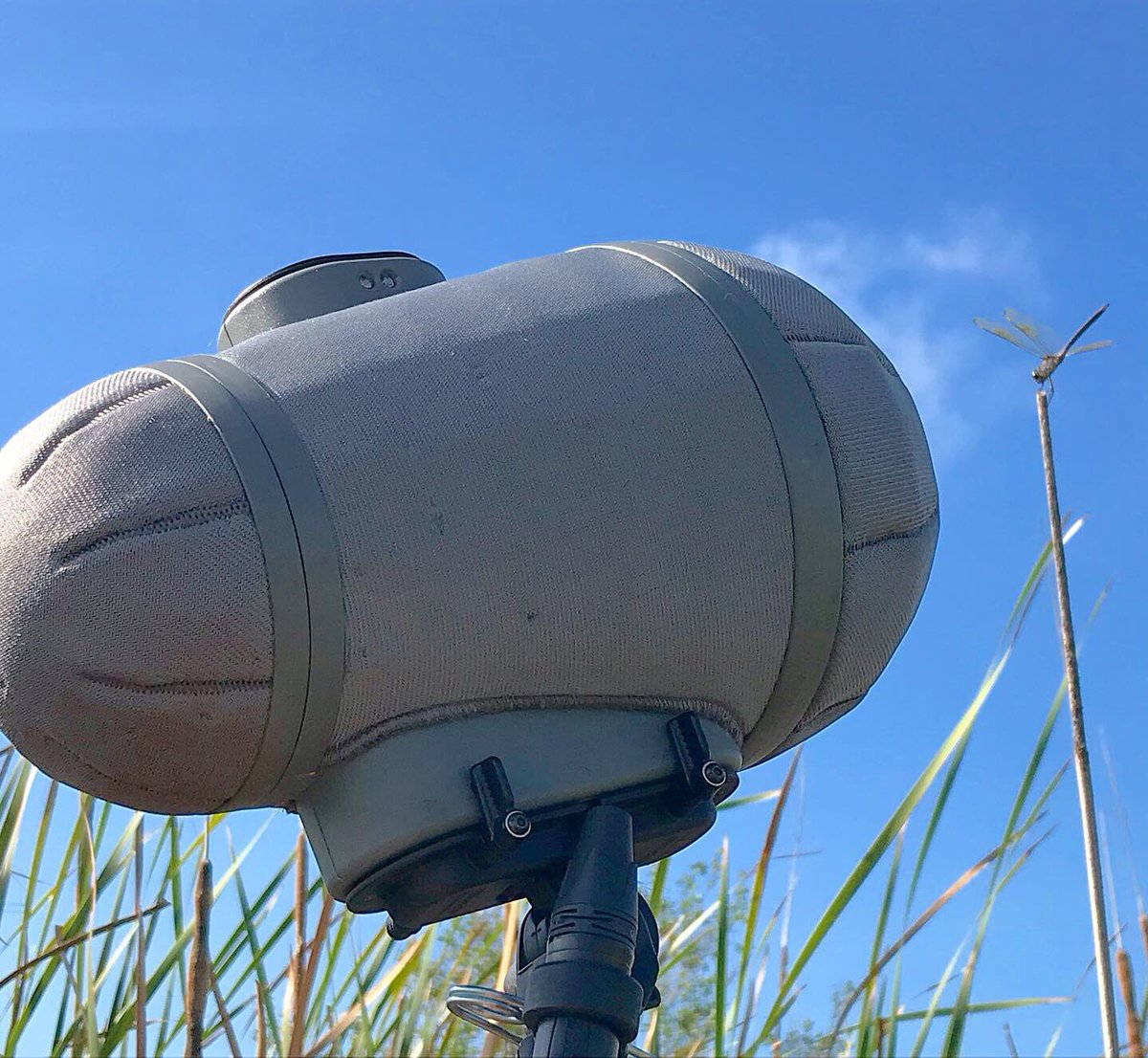 watsonwu's tweet photo. A beautiful Dragonfly kept coming by while I was recording ambience sounds.
😊🔊👍🏻
.
This thing is a miniature helicopter!
.
#dragonfly #soundeffects #microphone #sounddesign #rycotecyclone #pearlms8cl #ambience #gameaudio #gamesound #audioforgames #filmsound #ktek #traveler https://t.co/LmN5OHr5VO