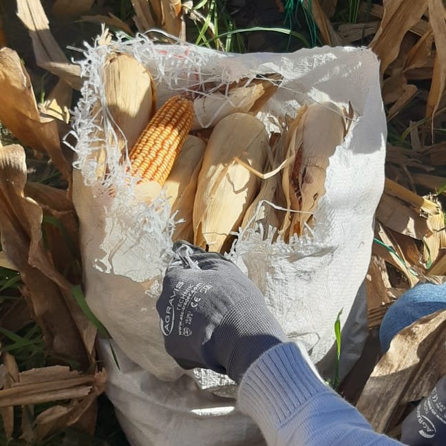 INTAAgroind's tweet photo. En el marco del convenio entre @intaargentina, @cappcor1 y @gruporioseco, se realizó una evaluación de #ensayo de #maíz 🌽 con aplicación de #efluentes porcinos 🐷 (tercer campaña consecutiva), donde participan nuestros Ings. #MarcosBragachini, #DiegoMathier y #NicolásSosa. https://t.co/CAAWW1kXN4