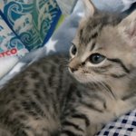 子猫のゴローちゃんがシュっとしたイケメンだと話題に