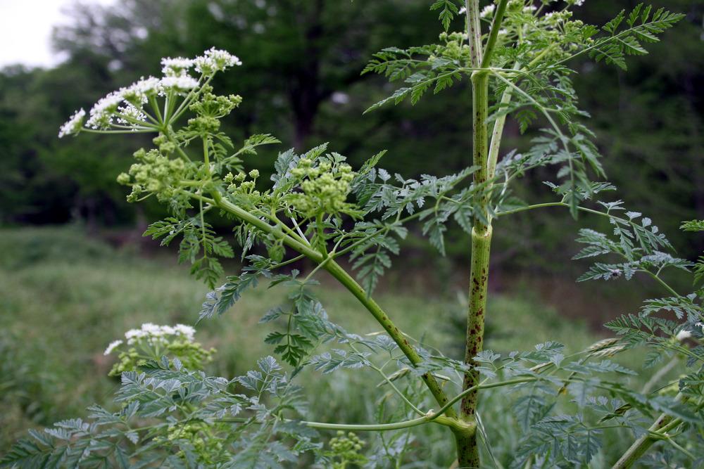 I’ll go through the species in pairs, concentrating on close relatives and/or look-alikes, with an emphasis on the bigger, most conspicuous plants of the ground layer. First the big umbellifers (Apiaceae): Conium maculatum (Hemlock, left) and Daucus carota (Wild Carrot, right)