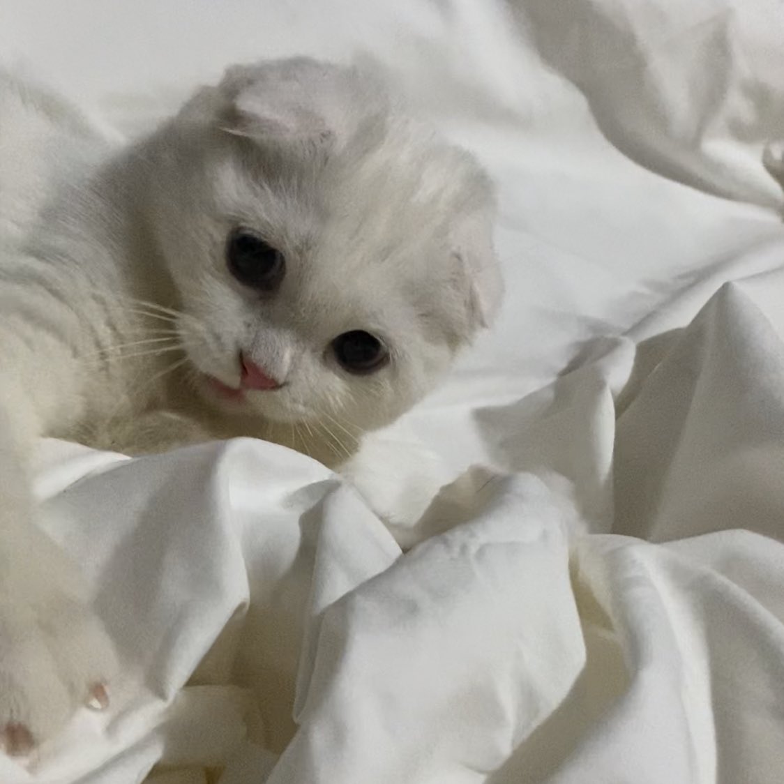 ૮꒰˵• ﻌ •˵꒱ა tweet media