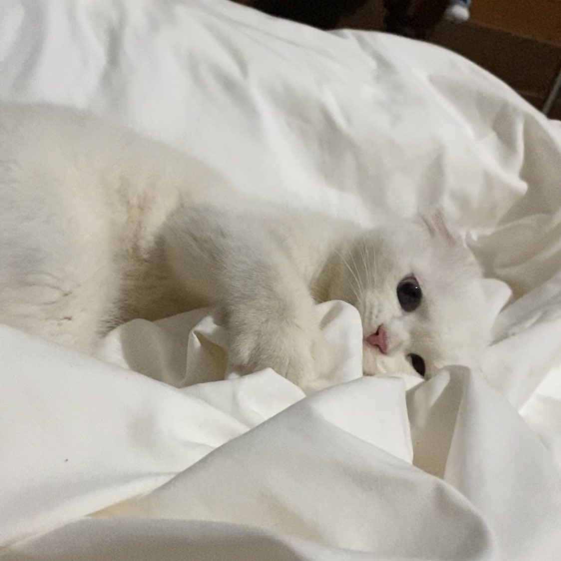 ૮꒰˵• ﻌ •˵꒱ა tweet media