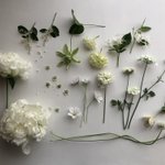 信じられる？「白い花」は存在しない…自然界に「白」というものは存在しない？？