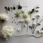信じられる？「白い花」は存在しない…自然界に「白」というものは存在しない？？