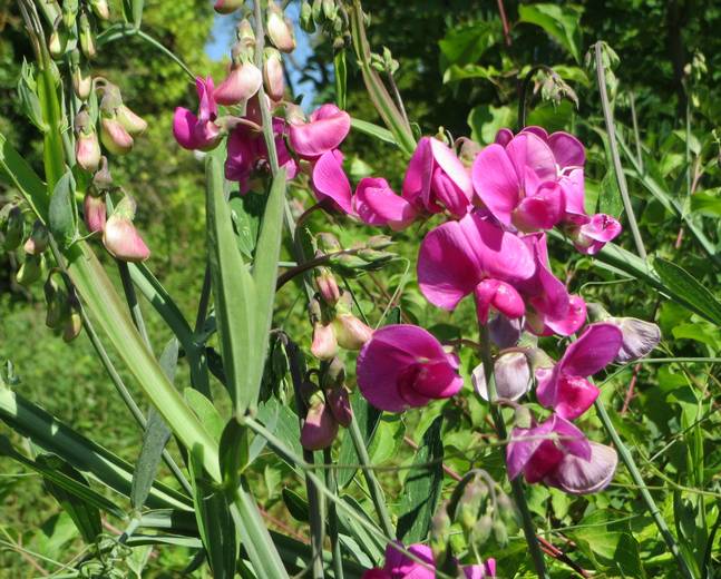 Two spectacularly big flowers are Datura stramonium (Thorn-apple, Solanaceae, left) and Lathyrus latifolius (Broad-leaved Everlasting-pea, Fabaceae, right). Both have notoriously long-lived seed banks