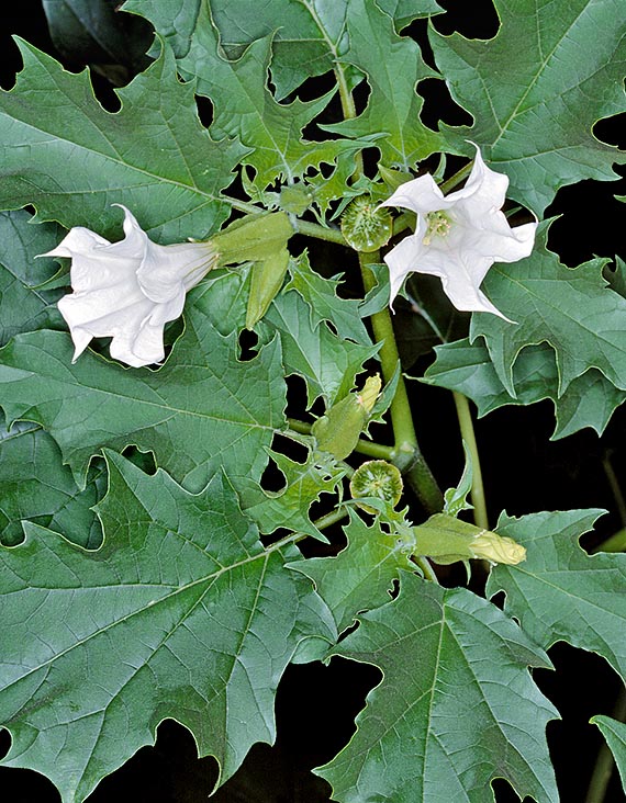 Two spectacularly big flowers are Datura stramonium (Thorn-apple, Solanaceae, left) and Lathyrus latifolius (Broad-leaved Everlasting-pea, Fabaceae, right). Both have notoriously long-lived seed banks