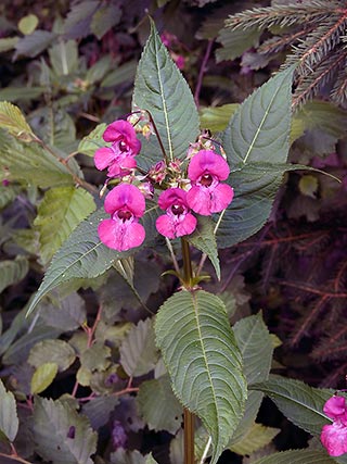 The two most triffid-like of the alien plant invaders are Japanese Knotweed (Reynoutria japonica, Polygonaceae, left) and Himalayan Balsam (Impatiens glandulifera, Balsaminaceae, right)