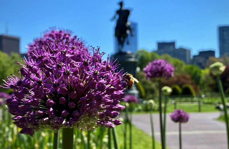 FOPG's tweet photo. If you look closely...the #bees are having a very successful lunch in the  #PublicGarden blossoms, all those food sources...yum! The Rhododendron and Allium seem to be particular favorites right now. @BostonParksDept #SharingSpring @Normsoilscience https://t.co/iEDc0tPNze