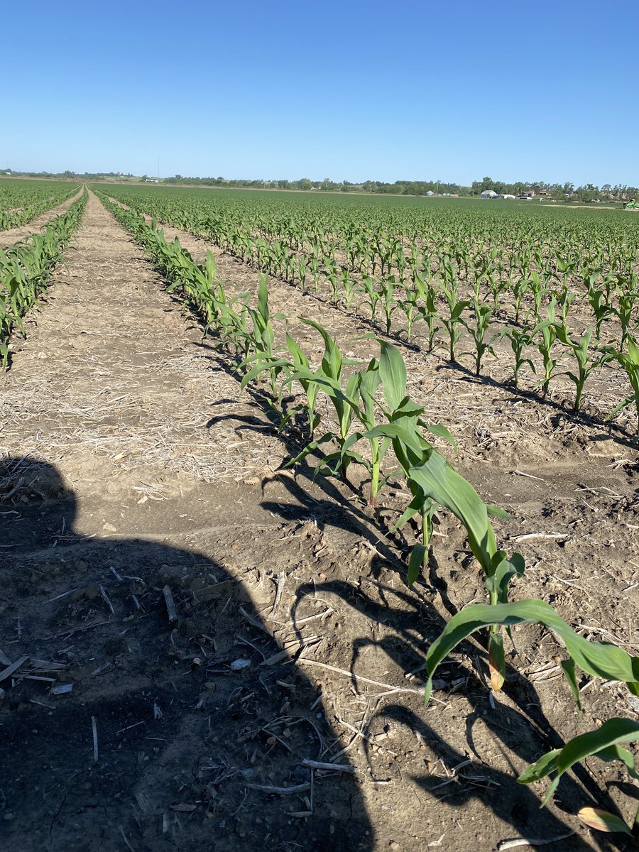 New P1185AM is happy to finally have some sun light! Excited about this new 111 day hybrid