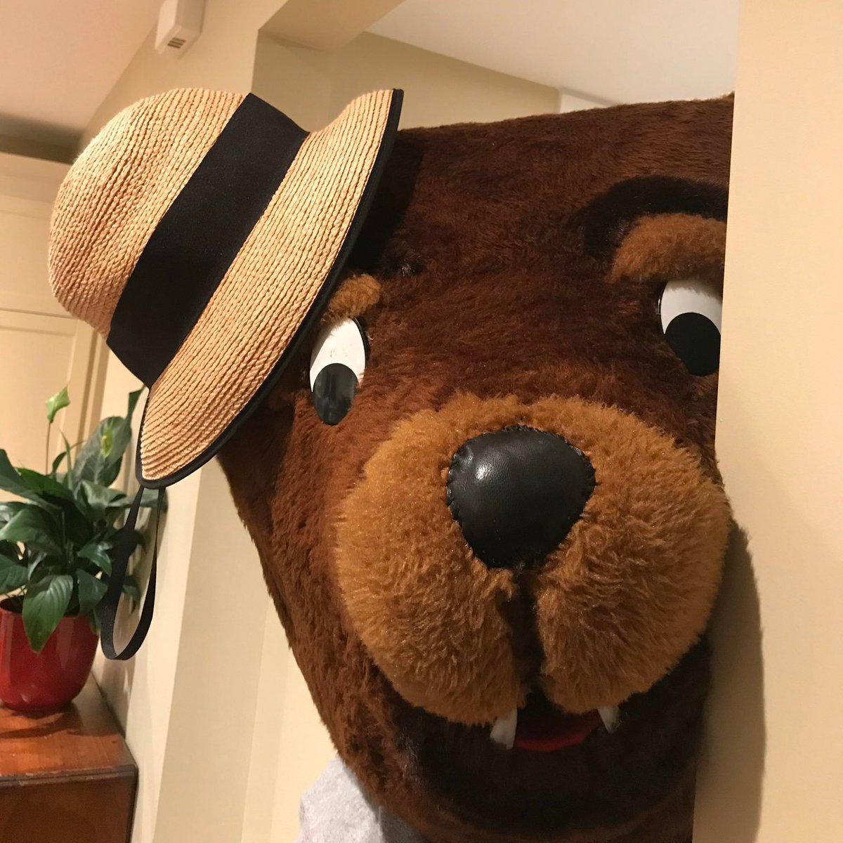 EthelGardinerPS's tweet photo. Today is wear your favourite hat day!  It could be a EGPS hat, sun hat, crazy hat or maybe a rain hat? What is the best hat for summer and why?  Take the Griz Challenge and show us here @EthelGardinerPS #hdsbstillconnected #GrizChallenge https://t.co/8D6rgctCsR
