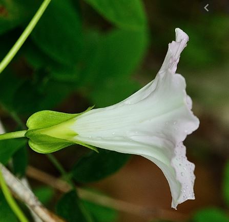 Two very close relatives in the Convolvulaceae (Bindweeds) are told apart by their bracteoles: in Calystegia sepium (Hedge Bindweed, left) they don’t overlap, but in Calystegia sylvatica (Large Bindweed, right) they do overlap.