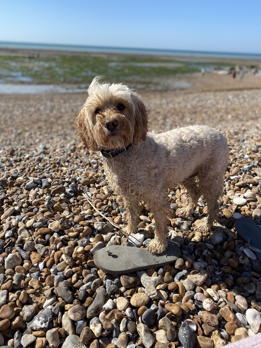 abbi_lamps's tweet photo. I absolutely love being by the sea #fun #appreciatingthesimplethings #goring #beach #socialdistancing 🌊 https://t.co/KOpYWzLanW