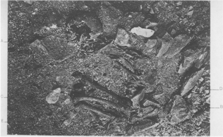 9/ Here are three burials, one of each described by the excavators as 'crouched', 'flexed' and 'contracted'. Can you tell which is which?  #PATC5