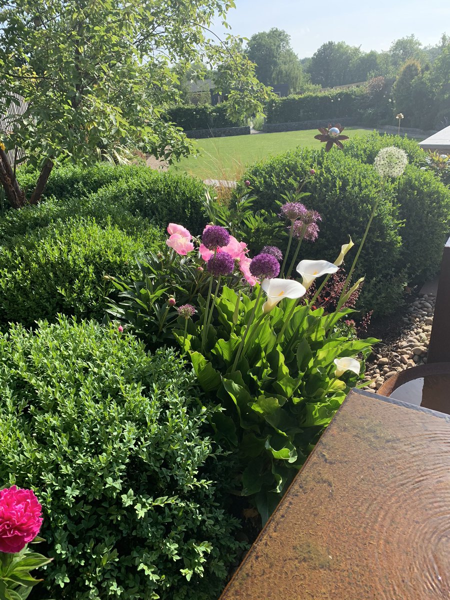 Garden in bloom #gardendesign #landscapingLeicestershire #peonies #arum #allium #plantdesign