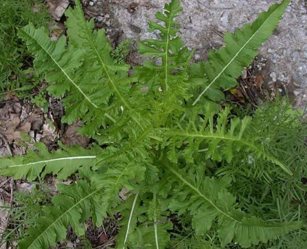 Back to a pair of statuesque species of Dipsacaceae: one very common and one very rare. The common one is Teasel (Dipsacus fullonum, left). The rare one is Cut-leaved Teasel (D. laciniatus, right). The first has serrate leaves, the second pinnately dissected (at least half way)