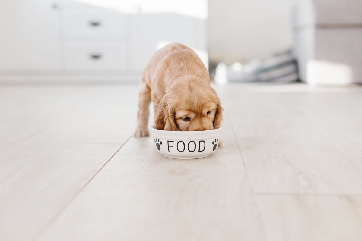 InterestingMega's tweet photo. Can dogs have an intolerance to gluten? 🤔 🐶 🐾 

↪️ https://t.co/7G56TZO6re https://t.co/YZm5Gl58fm