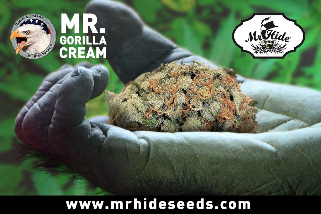 MrHideseeds's tweet photo. Mr.Gorilla Cream, sensación de felicidad y euforia muy destacable. El podré en en vuestras manos 👌👌👌#cannabiscommunity #cannabisseeds #cannabis #marihuanalegal #marihuanafotos #cbd #cbdwholesale #weedporn #indoor https://t.co/KeUxqhmdwI