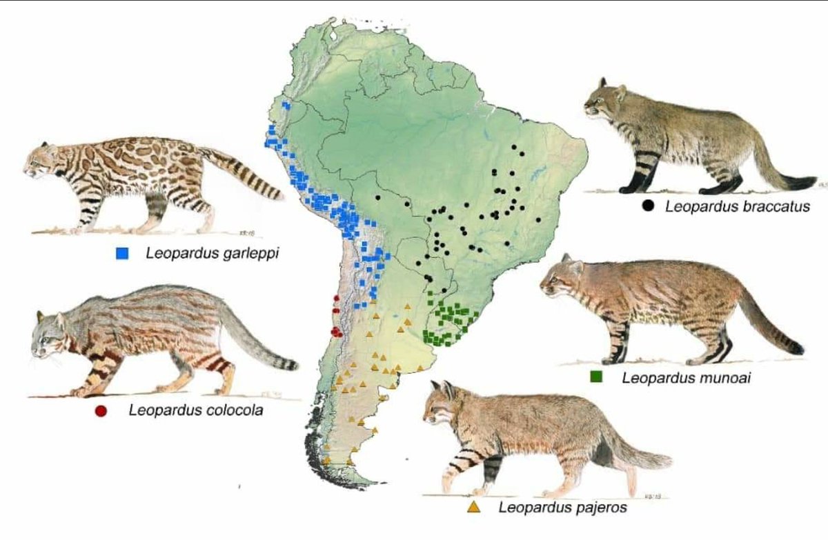 alvaro_garcia_o's tweet photo. A recent paper about the taxonomic revision of the #PampasCat group. This research recognize 5 monotypic species, being the species for Peru Leopardus garleppi. "Taxonomic revision of the pampas cat Leopardus colocola
complex (Carnivora: Felidae): an integrative approach" https://t.co/hD2Hj4cNtN