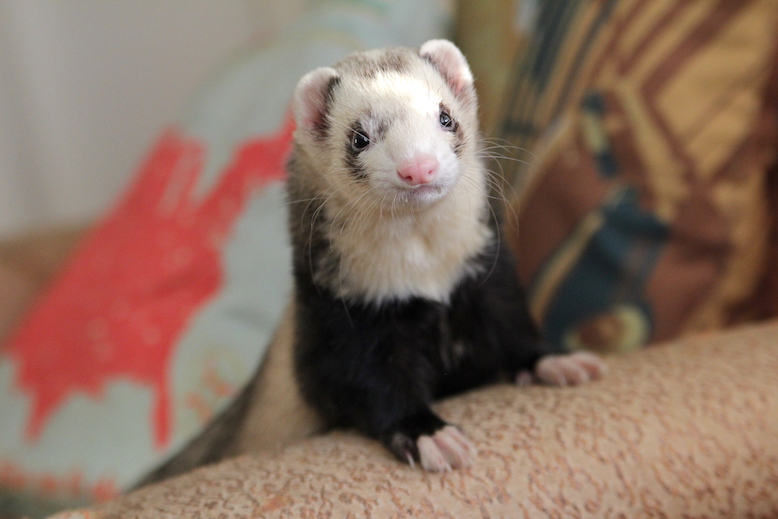 AngelCityFerret's tweet photo. Handsome. 
——————————————— 
The Greater Los Angeles Ferret Club.
———————————————— 
#CaliforniaFerrets #ferrets https://t.co/YEDPUSYwd4