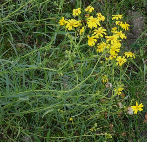 Two rather similar-looking alien Ragworts next (Asteraceae). On the left is Senecio squalidus (Oxford Ragwort) with lobed middle and upper leaves, and on the right Senecio inaequidens (Narrow-leaved Ragwort) with un-lobed, narrow-willow-like leaves.