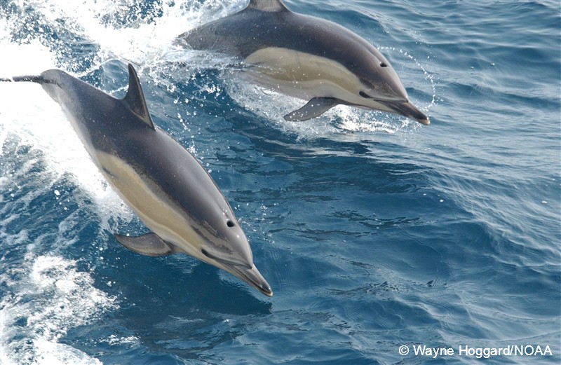 whalesorg's tweet photo. We have been fighting to prevent the needless suffering of #whales and #dolphins dying in fishing nets, ropes or lines for many years, and this week scientific experts have supported us and called for immediate action to #EndBycatch. Read more here > https://t.co/uSyLt2Ylkx https://t.co/LmXR1PoHIA