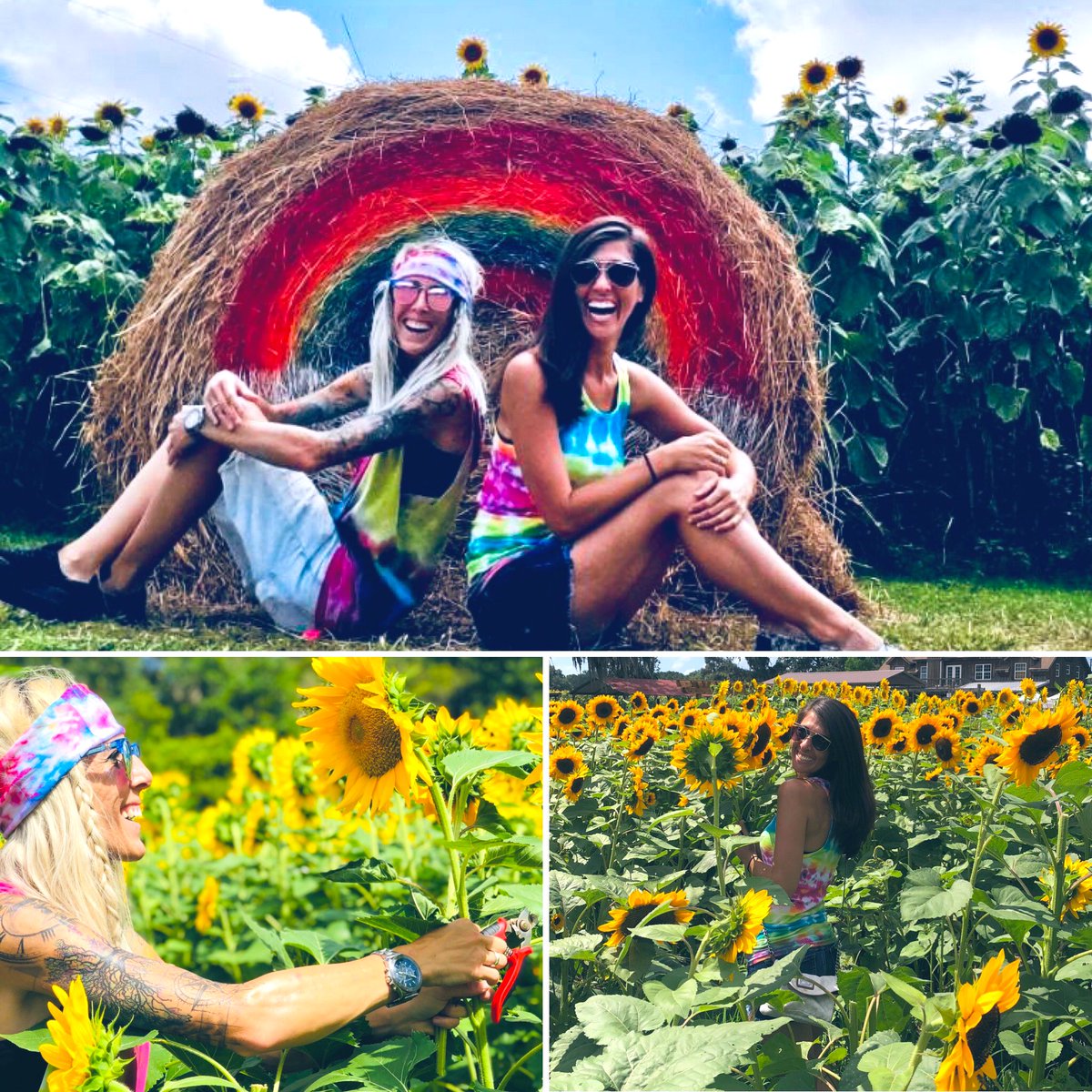 AshFogel's tweet photo. You’re my sunflower 🌻🌻 https://t.co/FD35XFw1yo