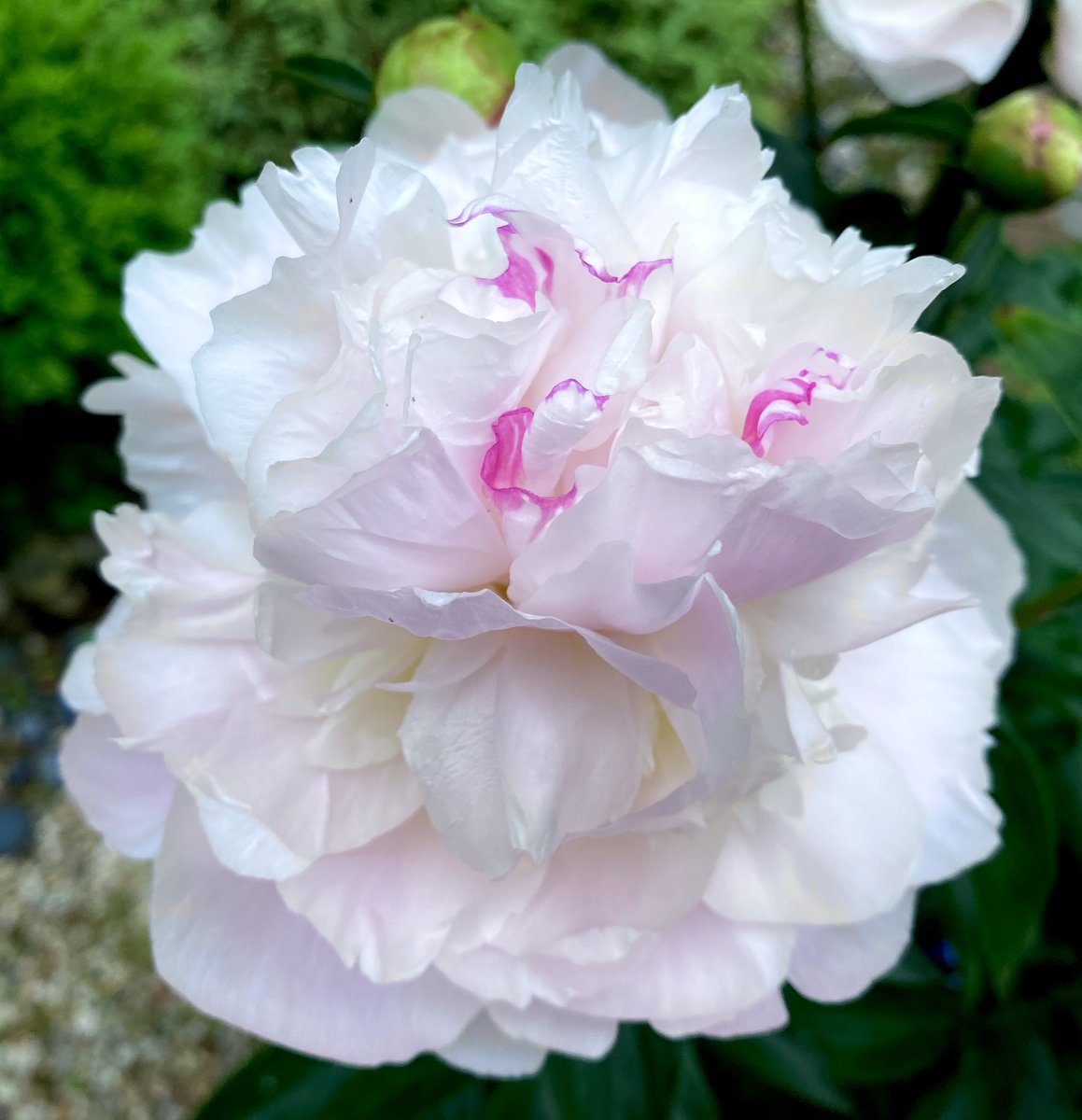 It’s peony week!