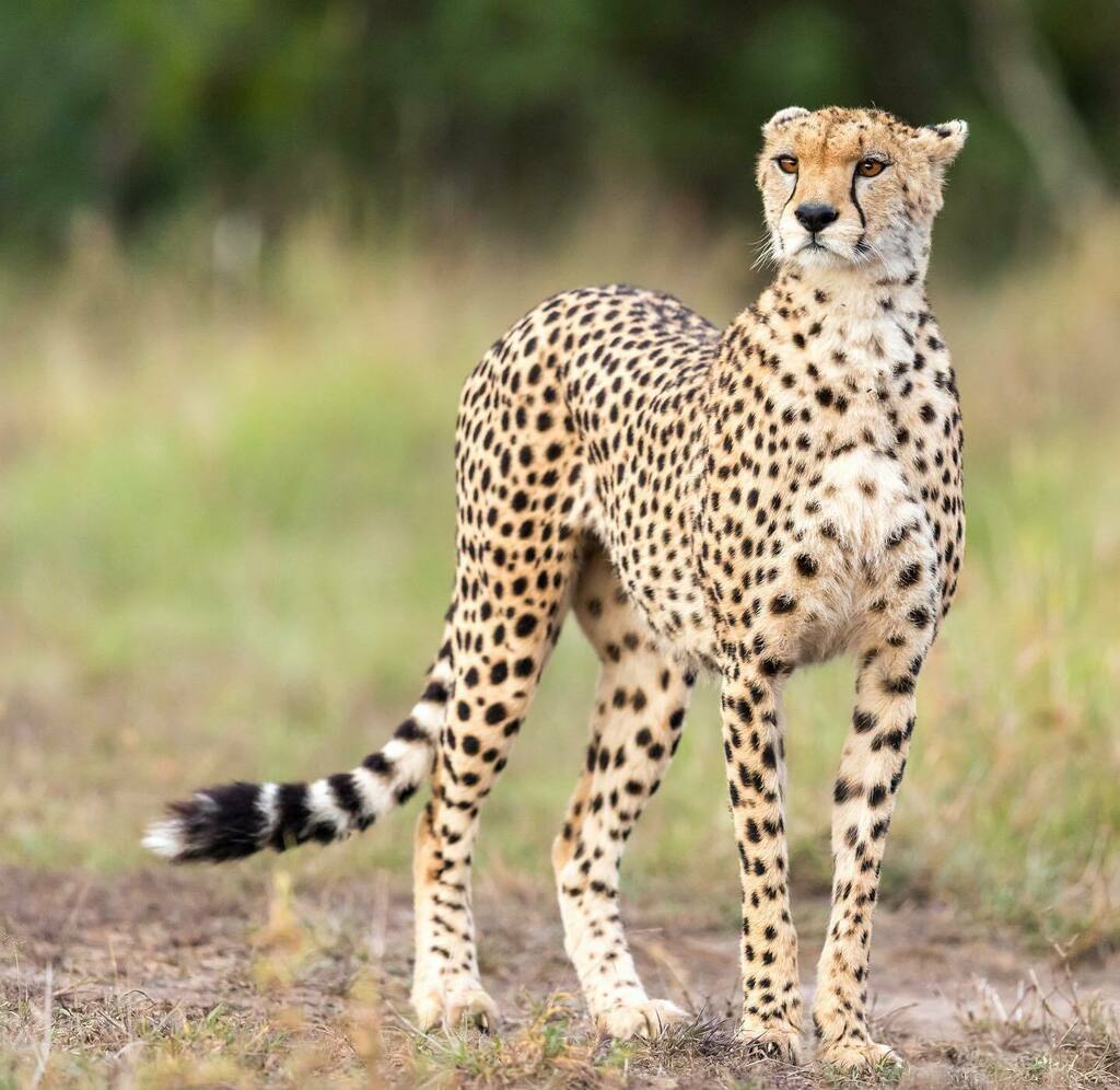 santhosh2k1's tweet photo. Handsome Enough? —————
#rovingturtle #tamronshootandwincontest #canonphotography #cheetah #ig_wildlife #wildlifephotography #instawildlife #insta_wild #insta_wildlife_lovers #ig_photooftheday #bbcwildlifepotd #natgeoyourshot #insta_cheetah https://t.co/d8ZwYdVxyx https://t.co/K1PWCY3Mra