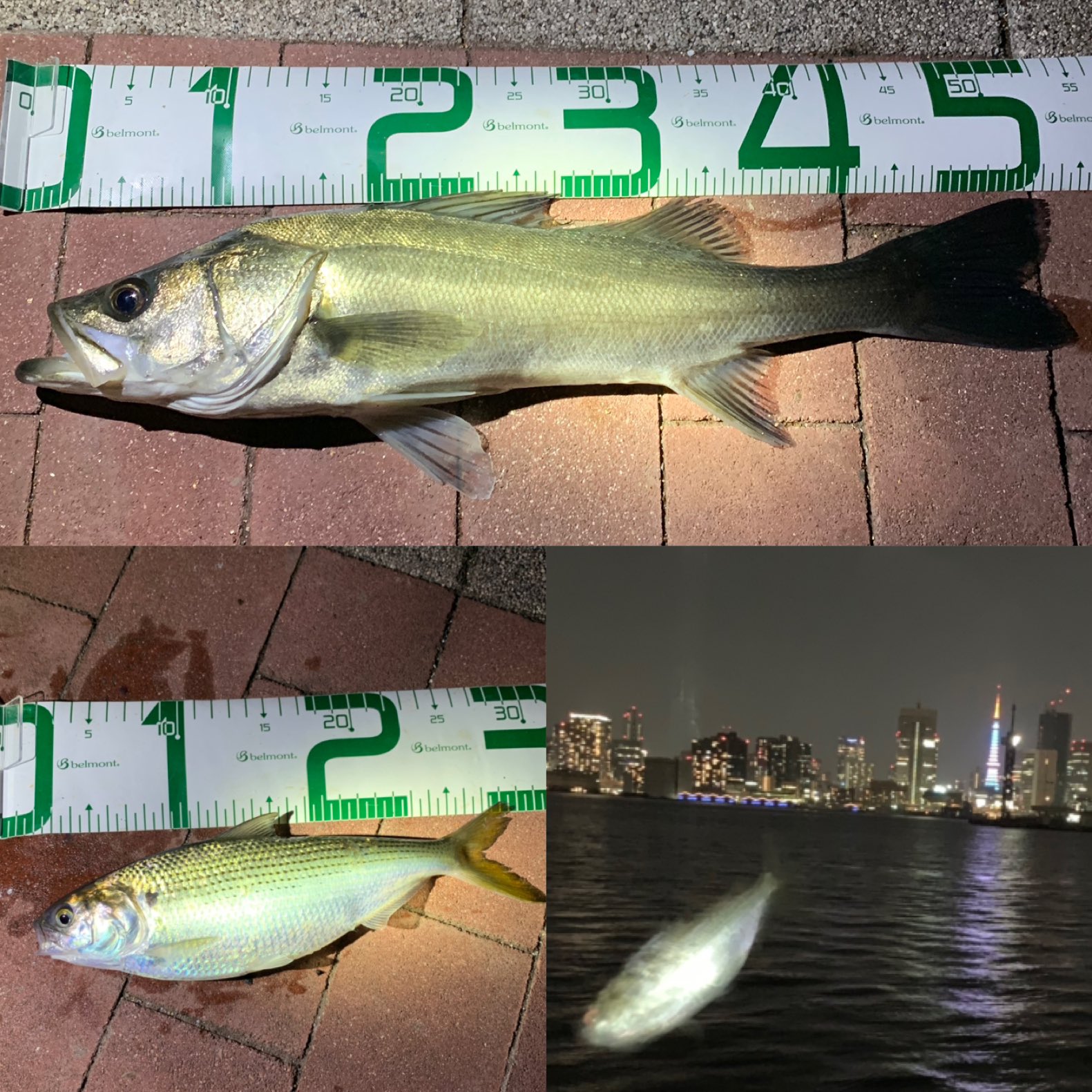 たち うお 約2ヶ月ぶりの釣りとなりました フッコとコノシロが遊んでくれました コノシロ30 で泳がせしましたが デカ過ぎましたね 5 25金 15 30 22 00 豊洲ぐるり公園 晴れ ぶっ込み イソメ サビキ サビキ針のみ 泳がせ コノシロ