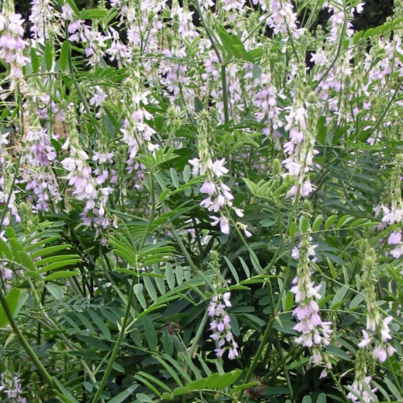 Some big legumes next (Fabaceae). The commonest, and one of the largest, is Galega officinalis (Goat’s-rue, left). The Lupin you are most likely to see is an outcast from gardens Lupinus x regalis (Russell Lupin, right).