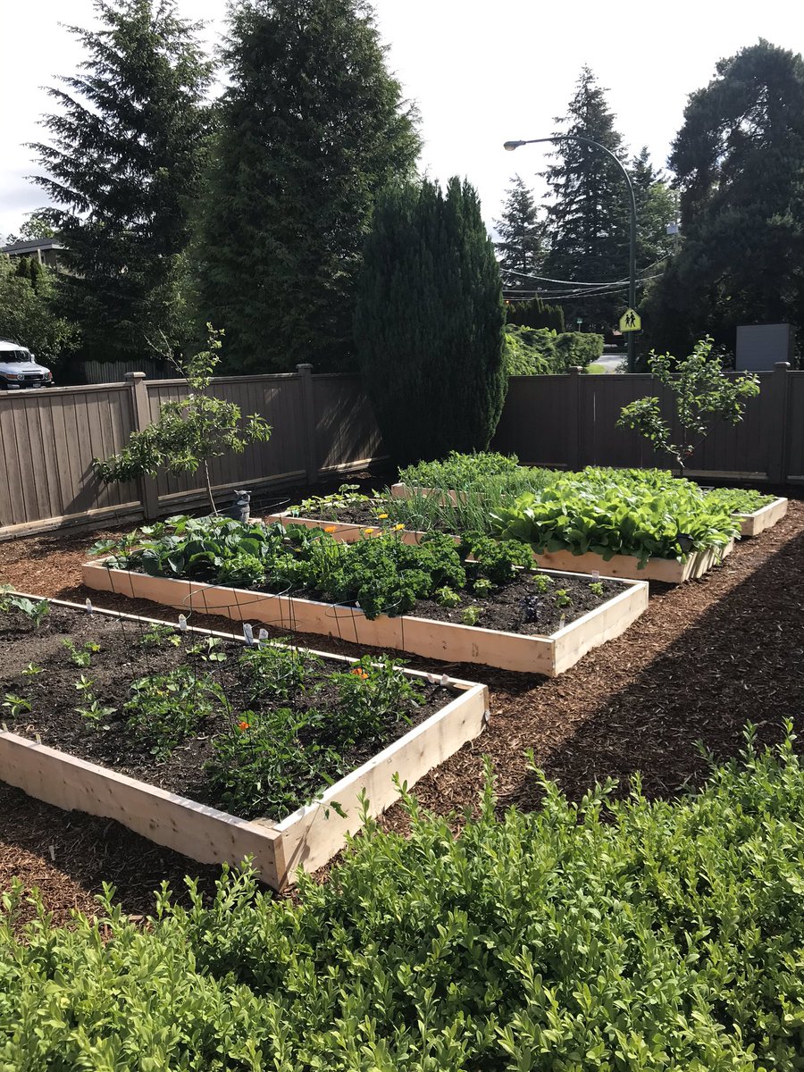 KahlonRav's tweet image. So I converted my entire lawn into a vegetable garden 😳 After seeing a tweet from @EarthwiseTSA on the “Grow, not Mow” program I ripped up my lawn. Half the proceeds of the garden go to the #DeltaBC Food Coalition. 🙌🏾 #foodsecurity #StrengthCommunity #northdelta @lanapopham