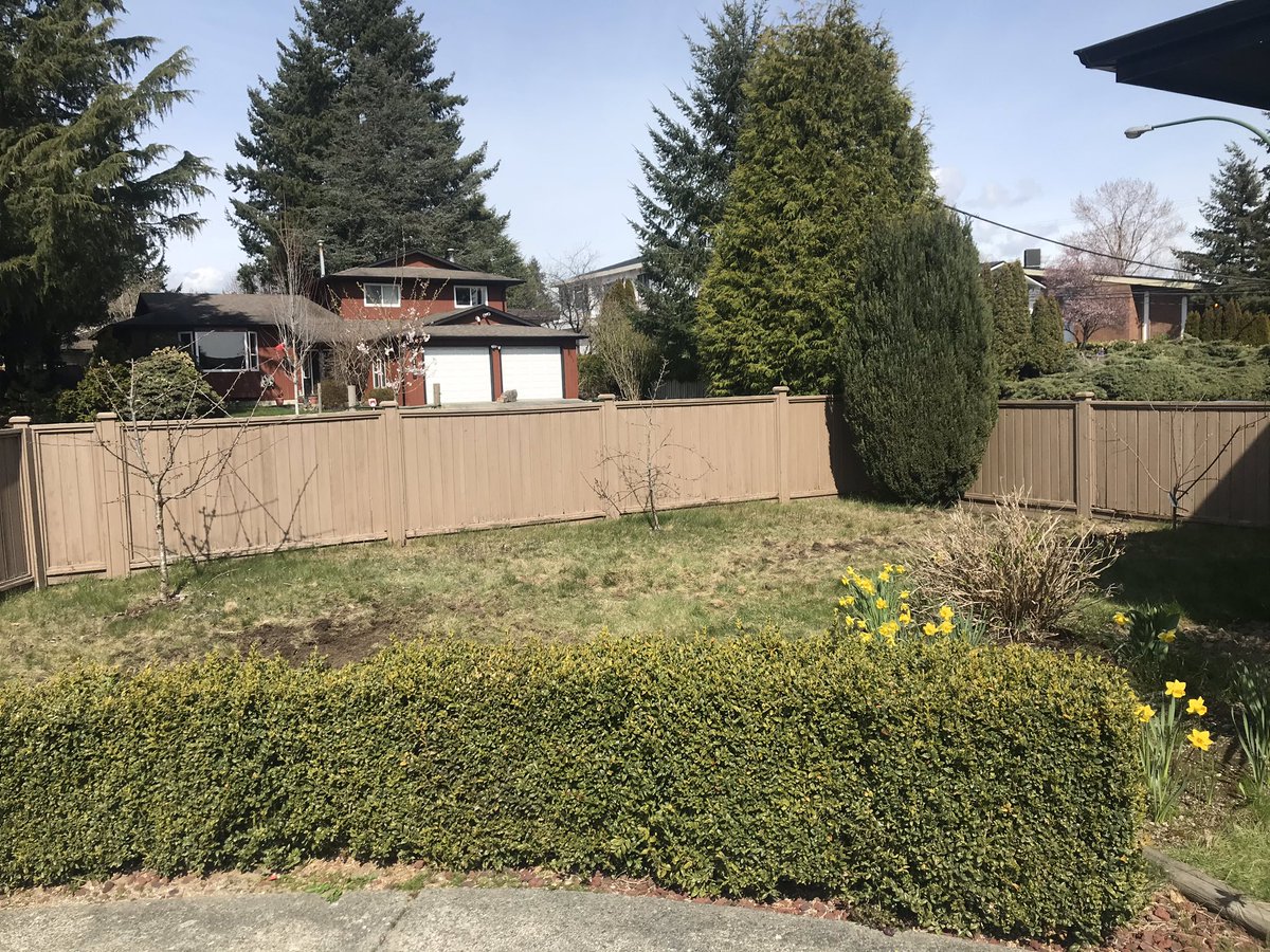KahlonRav's tweet image. So I converted my entire lawn into a vegetable garden 😳 After seeing a tweet from @EarthwiseTSA on the “Grow, not Mow” program I ripped up my lawn. Half the proceeds of the garden go to the #DeltaBC Food Coalition. 🙌🏾 #foodsecurity #StrengthCommunity #northdelta @lanapopham