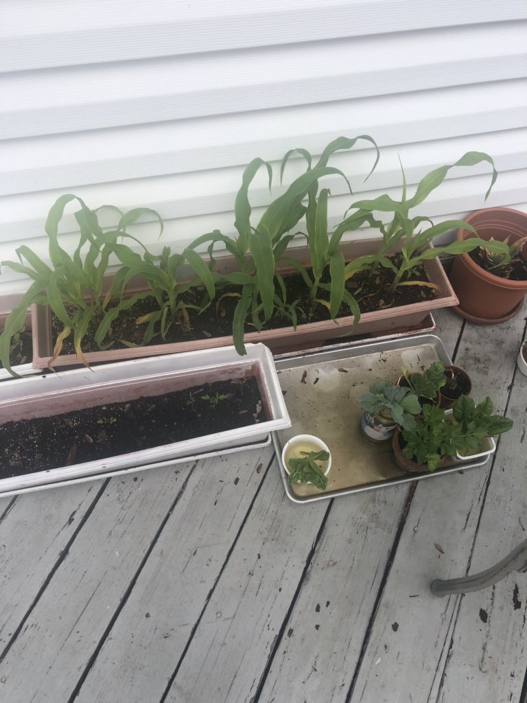 EducationReboot's tweet photo. I had the best time zooming with PreK 3 &amp; 4 this morning. Observing and Predicting about Plants. @OLMCElmsford https://t.co/UHp7eraA0G